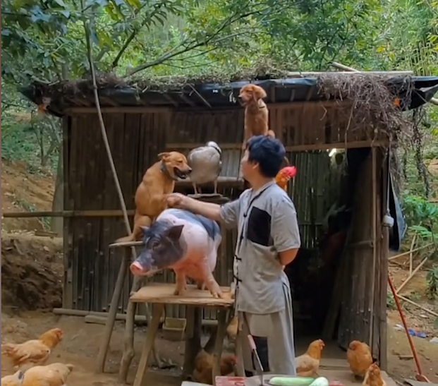 人與禽性視頻77777,工具優(yōu)化新操作_遠(yuǎn)識(shí)版60.26.73