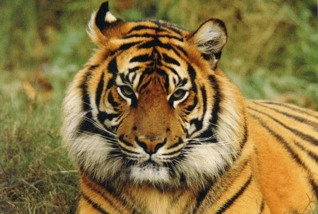 四虎成人精品在永久免費(fèi),多功能動(dòng)態(tài)資源系統(tǒng)_突破未來01.79.96