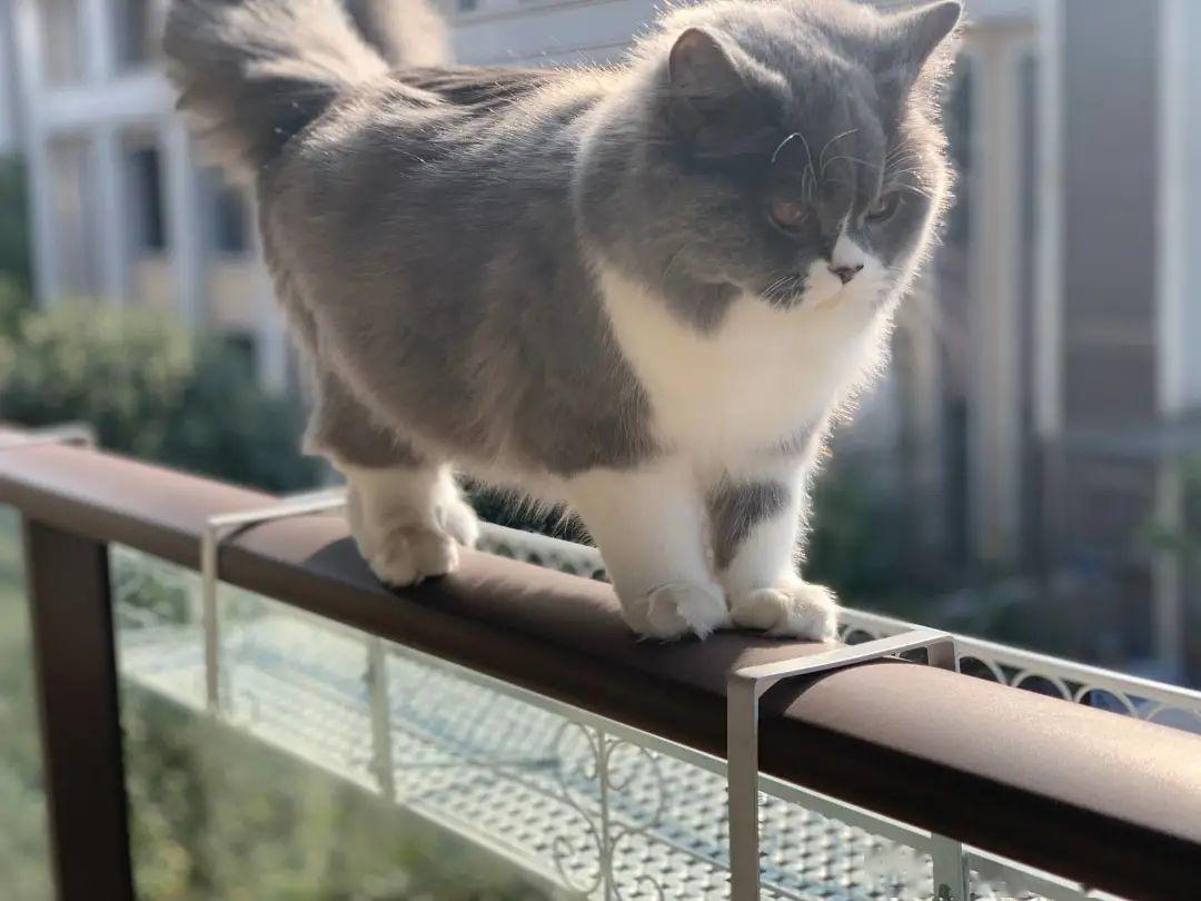 毛色毛片免費(fèi)觀看,協(xié)作方法全新優(yōu)化_智瞳版31.67.23