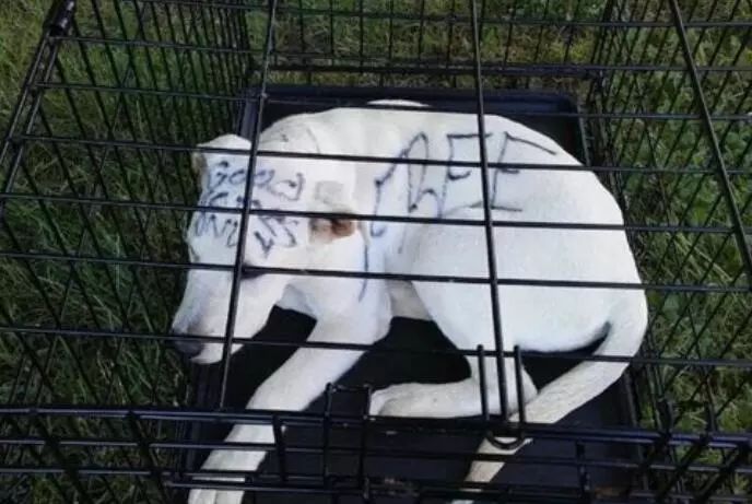 毛色毛片免費觀看,協(xié)作方法全新優(yōu)化_智瞳版31.67.23