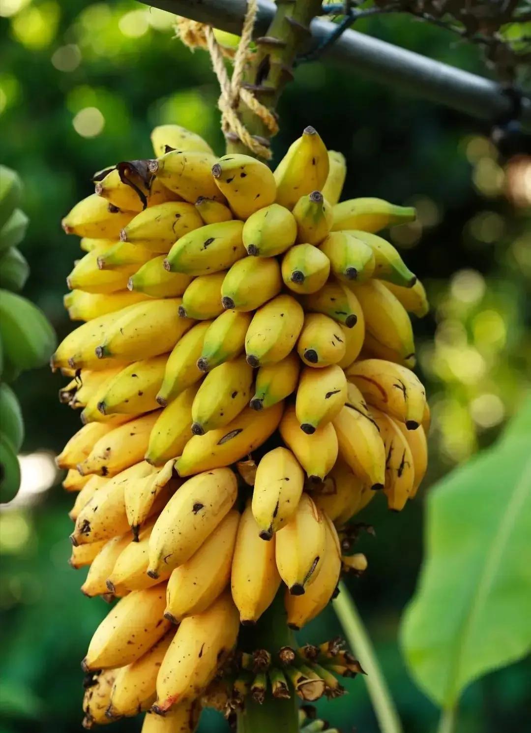 7777精品久久久大香線蕉,協(xié)調(diào)能力精準(zhǔn)突破_智領(lǐng)版30.03.28