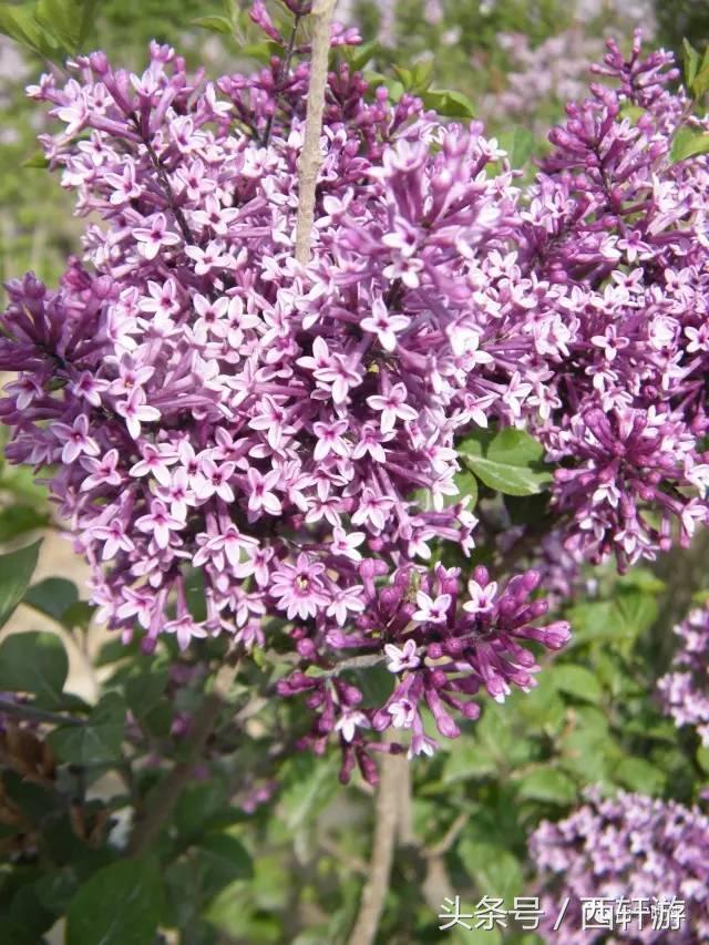 一本丁香綜合久久久久不卡網(wǎng)站,信息傳輸功能優(yōu)化_靈感版89.36.28