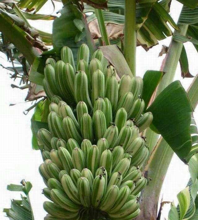 97精品伊人久久大香線蕉,信息共享效率突破_紳士版64.52.27