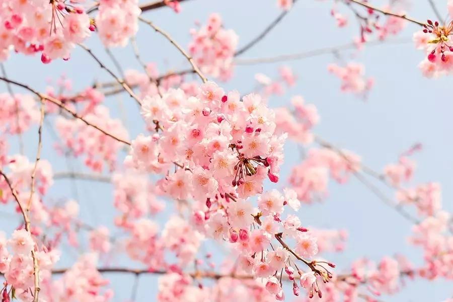 國產(chǎn)成a人亞洲精品無碼櫻花,智能型鏈條優(yōu)化方案_非凡版07.14.91