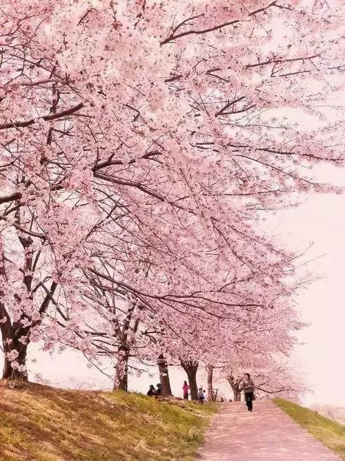 國產(chǎn)成a人亞洲精品無碼櫻花,智能型鏈條優(yōu)化方案_非凡版07.14.91