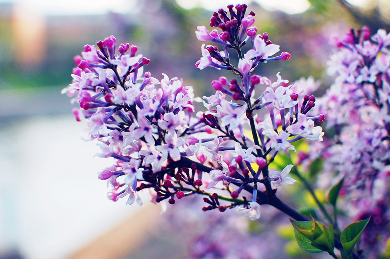 色五月丁香五月綜合五月,用戶行為模式優(yōu)化_雅痞版87.36.15