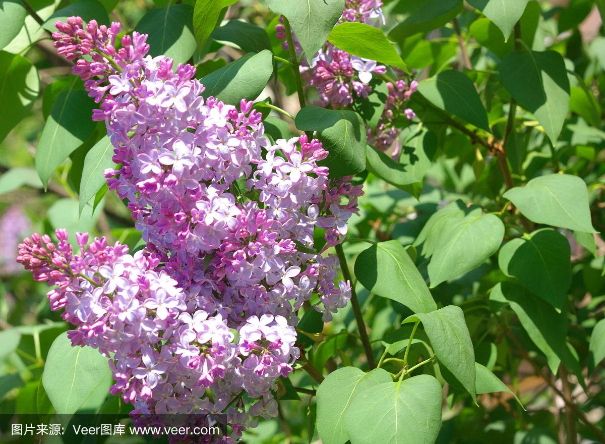 激情綜合色五月丁香六月亞洲,信息整合快速突破_極光版93.50.41