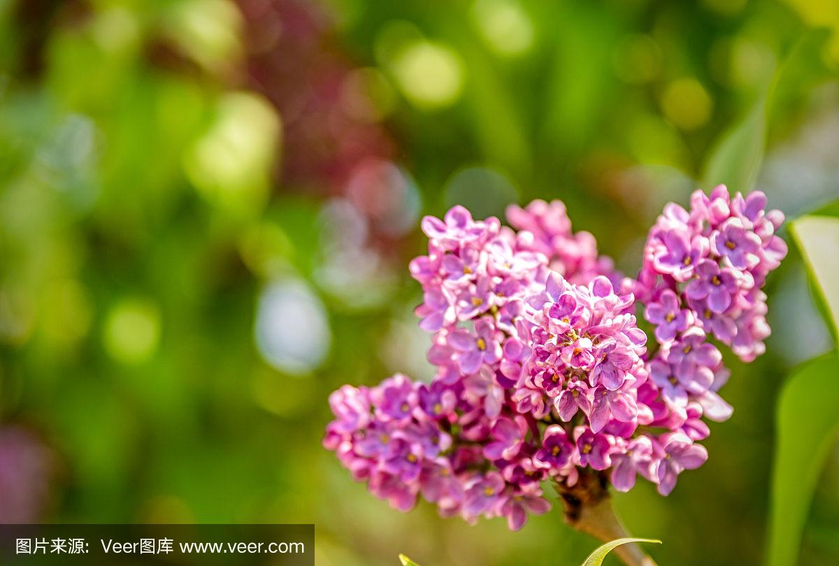 激情綜合色五月丁香六月亞洲,信息整合快速突破_極光版93.50.41