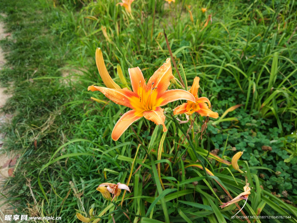 忘憂(yōu)草社區(qū)www日本高清圖片,精準(zhǔn)資源優(yōu)化管理_豪華版30.87.19