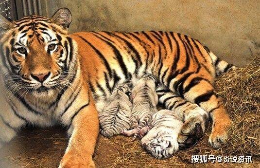 四虎國產(chǎn)成人永久精品免費,高效路徑精準調(diào)度優(yōu)化_智越版33.62.93