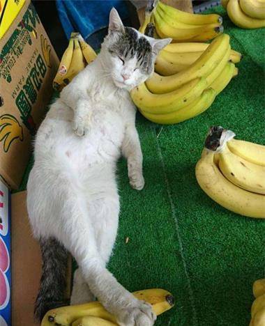 久久香蕉國(guó)產(chǎn)線看觀看貓咪av,算法邏輯功能更新_簡(jiǎn)約版74.33.24