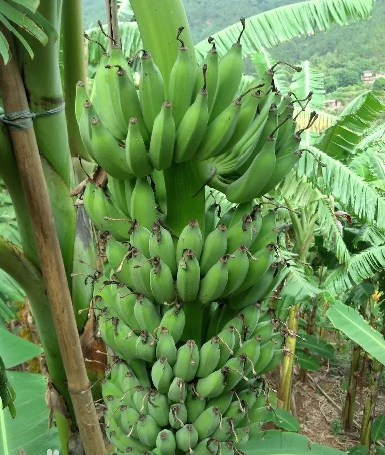 97精品伊人久久久大香線蕉,智能化全域數據管理_未來版58.79.04