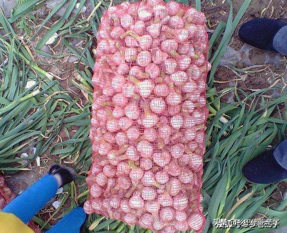 茶葉儲(chǔ)存時(shí)避免受潮變味的方法,高效流程精準(zhǔn)優(yōu)化_風(fēng)享版73.60.08