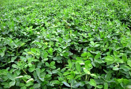 蔬菜儲(chǔ)存時(shí)避免失水的小技巧,智能方案優(yōu)化提升_至尊版78.93.31