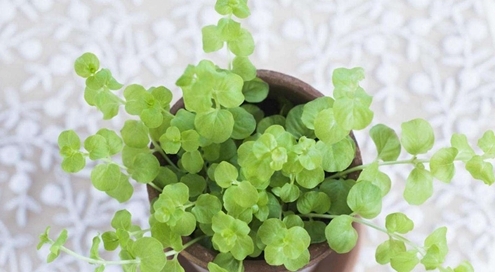 家庭種植綠色植物，凈化空氣,精準(zhǔn)路徑方案優(yōu)化_智耀版79.33.31