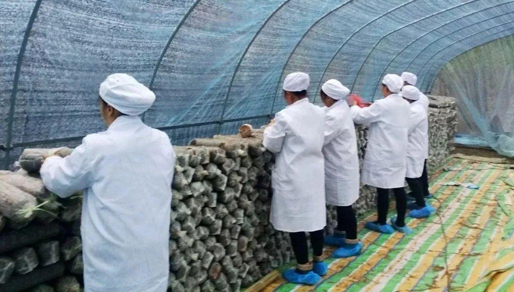 如何通過多元文化教育增強社會責任感,高效系統(tǒng)更新實施_新航版62.24.41